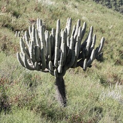 Browningia candelaris, photograph (c) capacoscar, some rights reserved (CC BY)