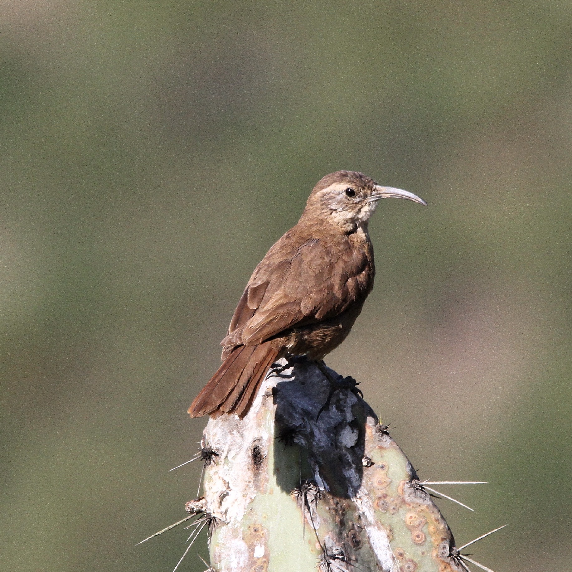 White-throated Earthcreeper (Upucerthia albigula), photo 5