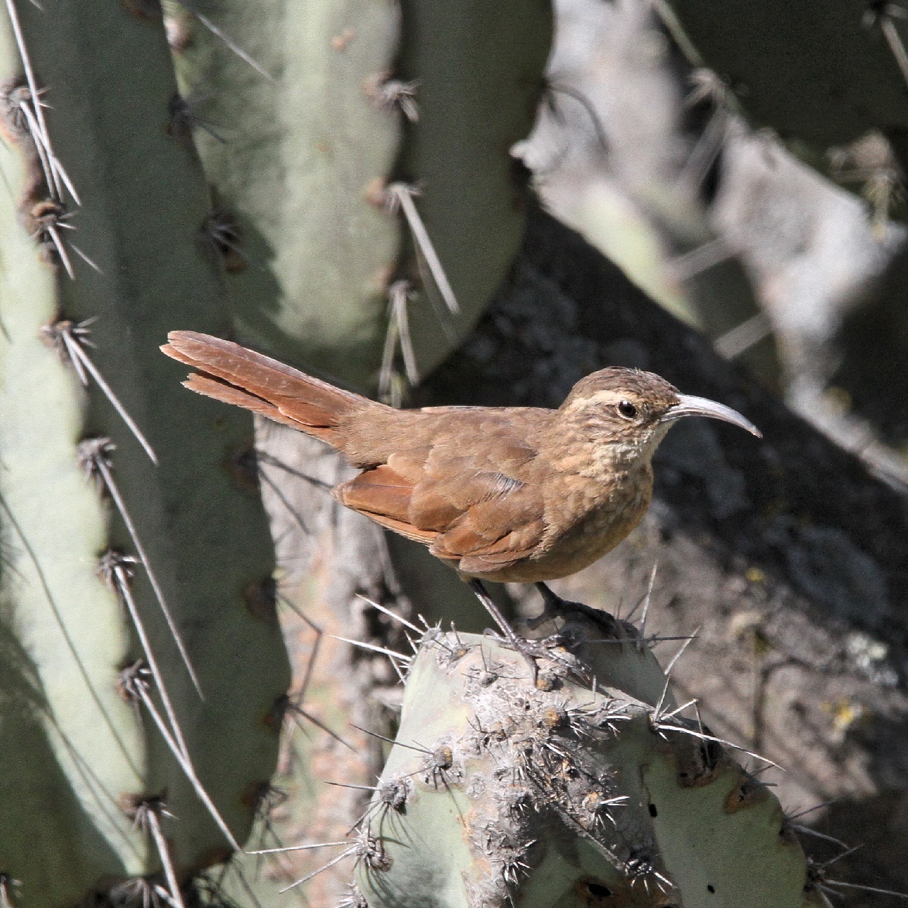 White-throated Earthcreeper (Upucerthia albigula), photo 2