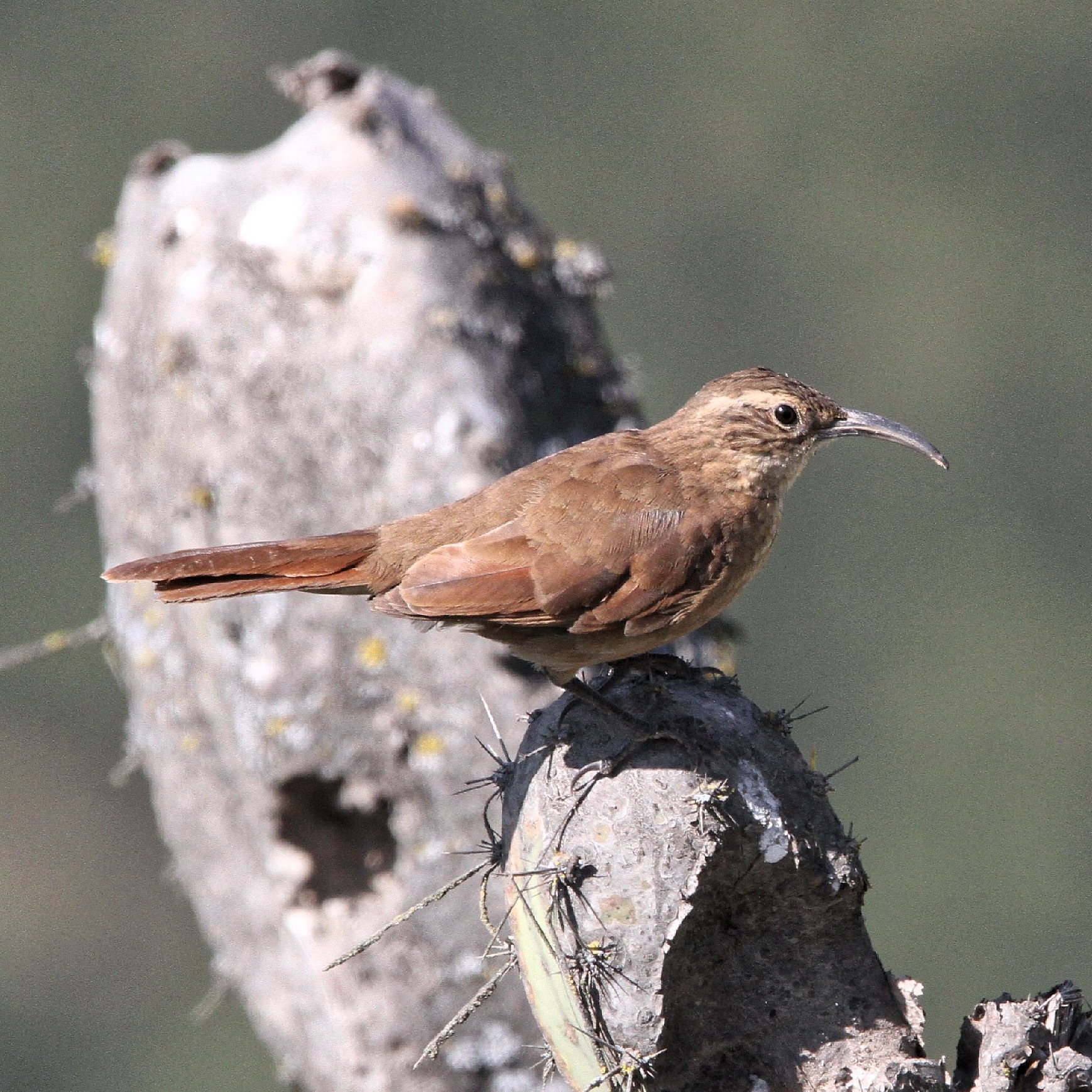 White-throated Earthcreeper (Upucerthia albigula), photo 3