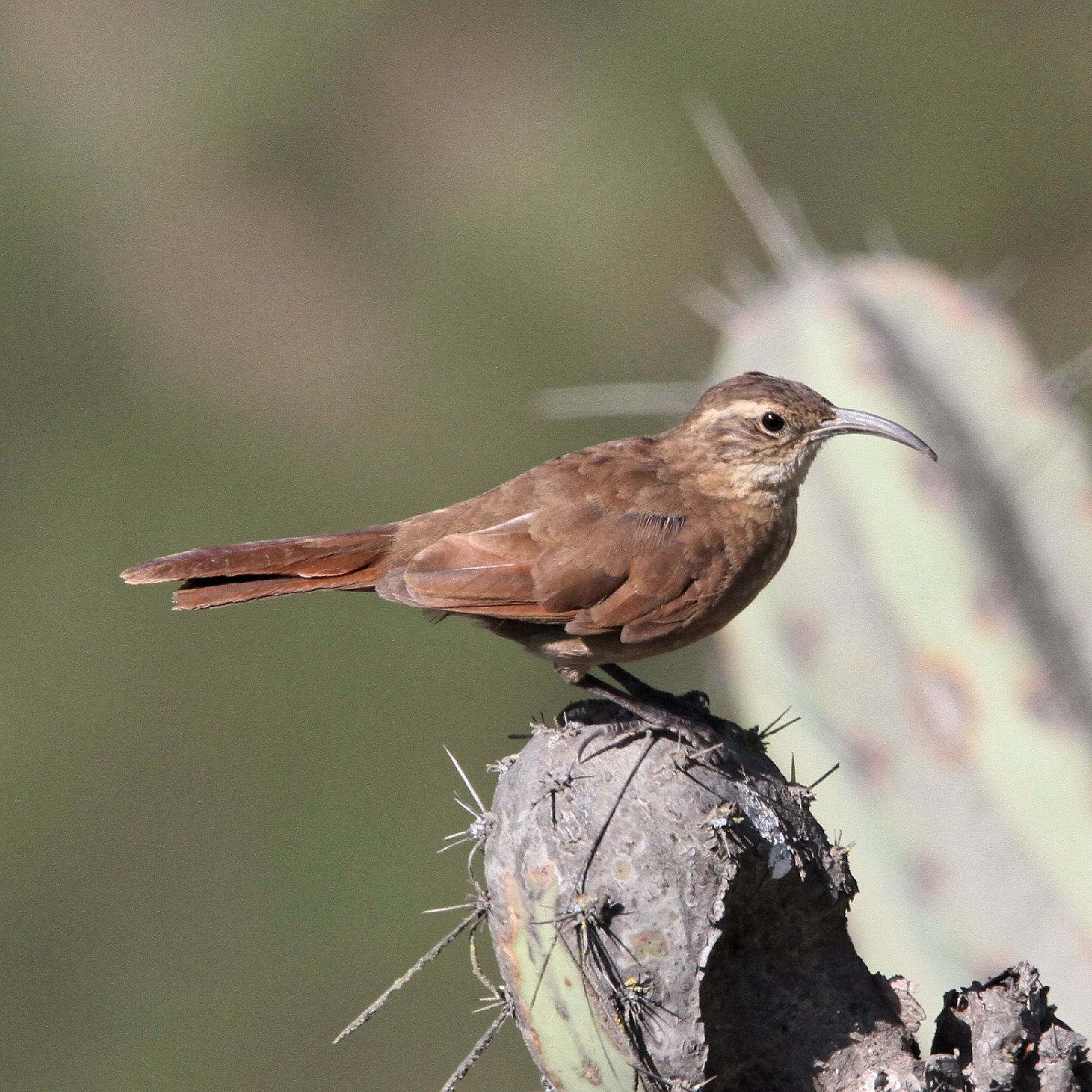 White-throated Earthcreeper (Upucerthia albigula), photo 4