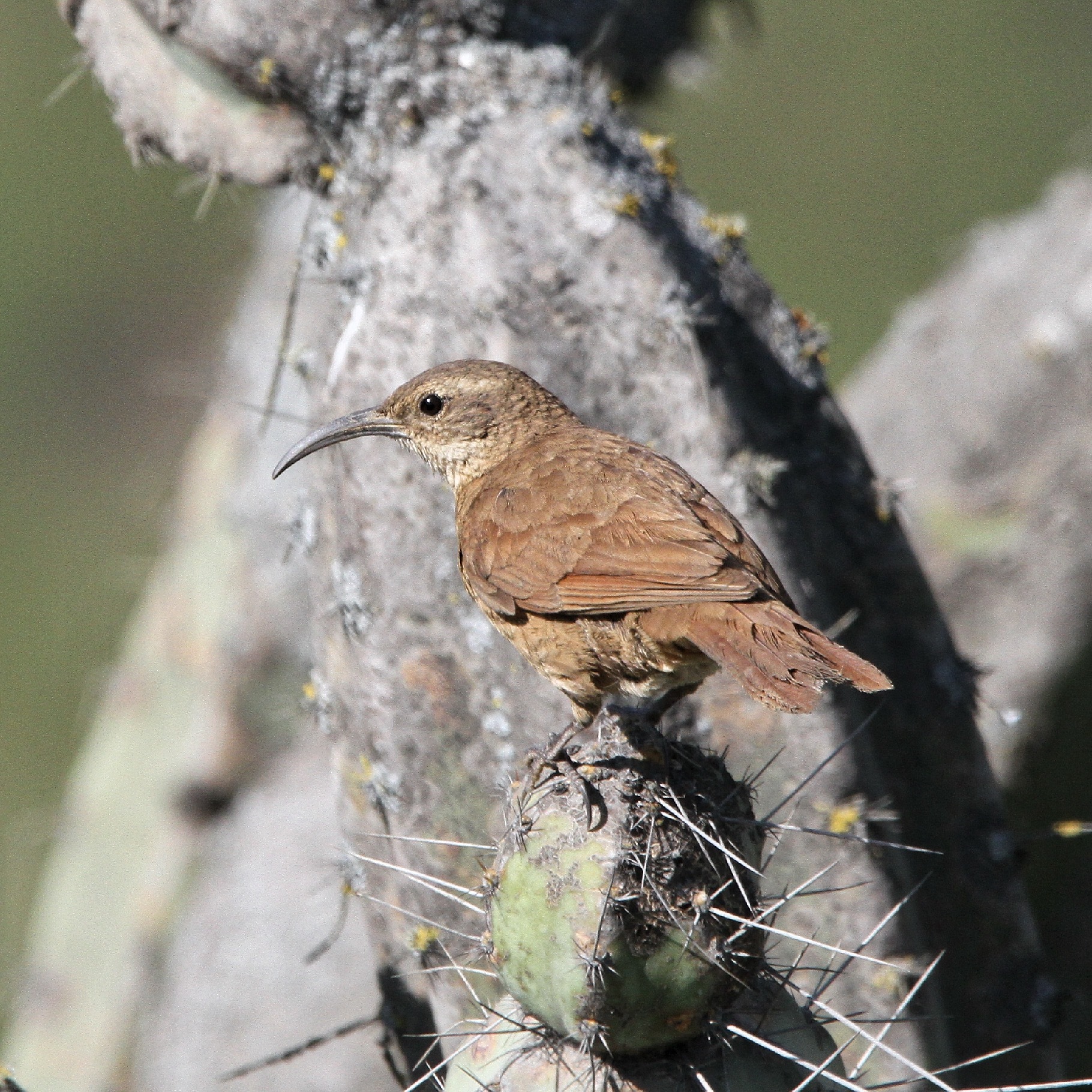White-throated Earthcreeper (Upucerthia albigula), photo 1