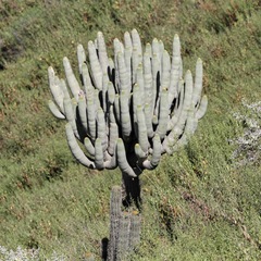 Browningia candelaris, photograph (c) capacoscar, some rights reserved (CC BY)