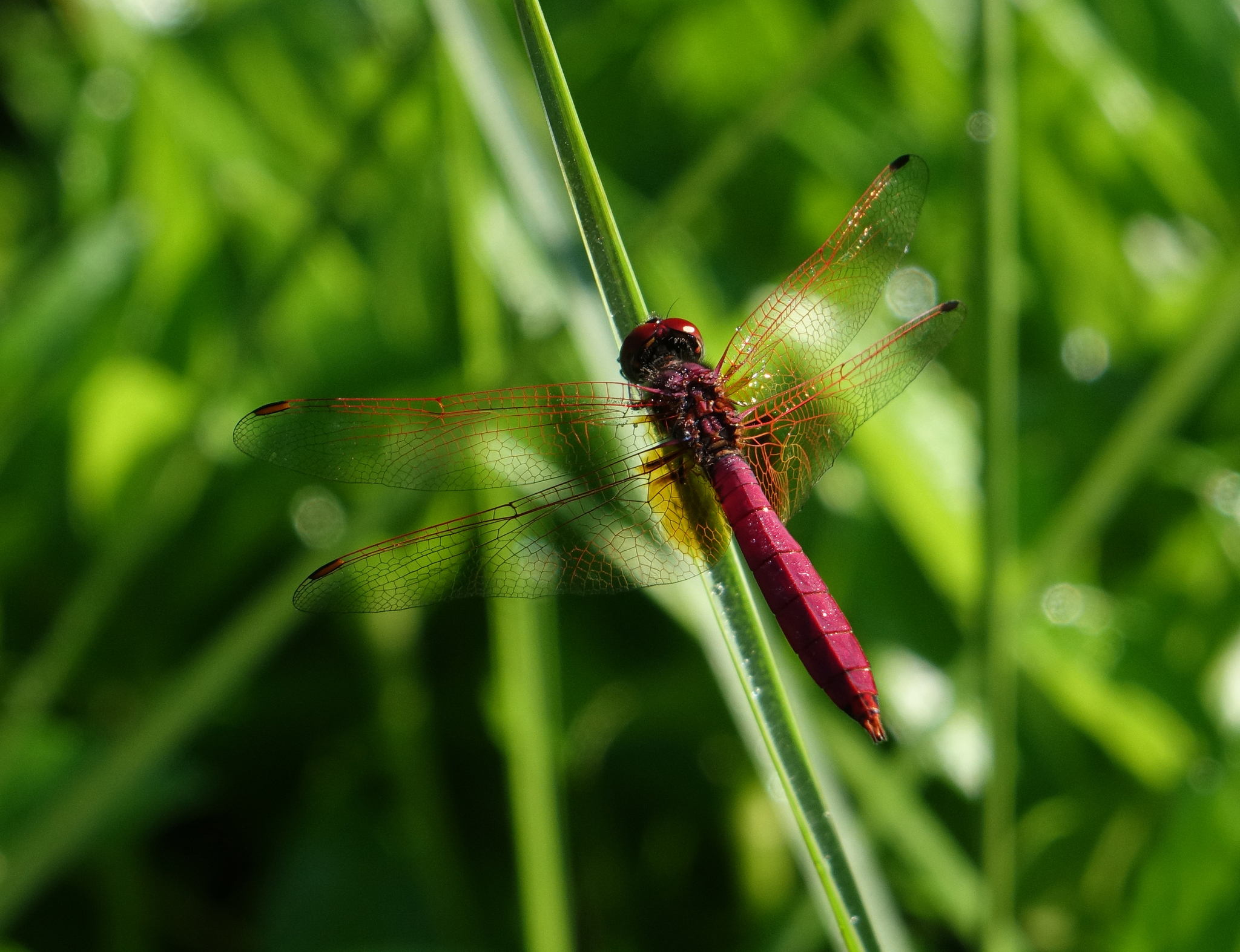Crimson Marsh Glider