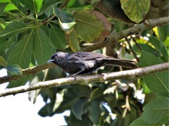 Melaenornis edolioides