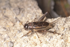 Teleogryllus mitratus
