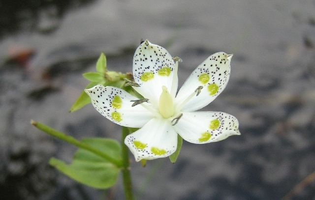 Swertia bimaculata (Swertia bimaculata)