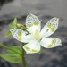 Swertia bimaculata - Photo (c) eyeweed, algunos derechos reservados (CC BY-NC-ND)