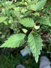 Zelkova