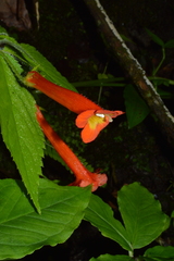 Achimenes heterophylla