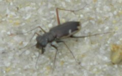 Hypaetha biramosa