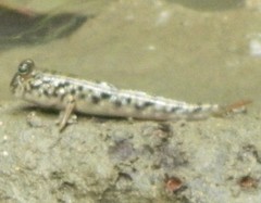 Periophthalmus novemradiatus