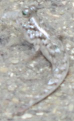 Periophthalmus novemradiatus