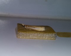 Crambus praefectellus