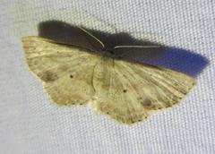 Scopula aemulata