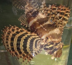 Dendrochirus brachypterus