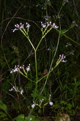 Valeriana urticifolia