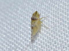 Xerophloea viridis