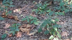 Dendrelaphis caudolineatus