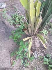 Cereeae