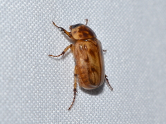 Cyclocephala lunulata