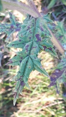 Echinops ritro ruthenicus