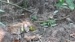 Dendrelaphis caudolineatus