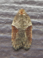 Acleris macdunnoughi