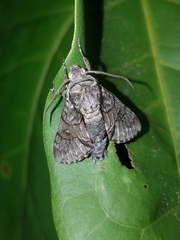 Cautethia grotei