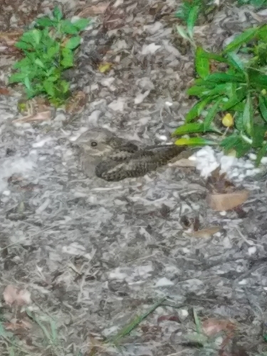 Antrostomus carolinensis image