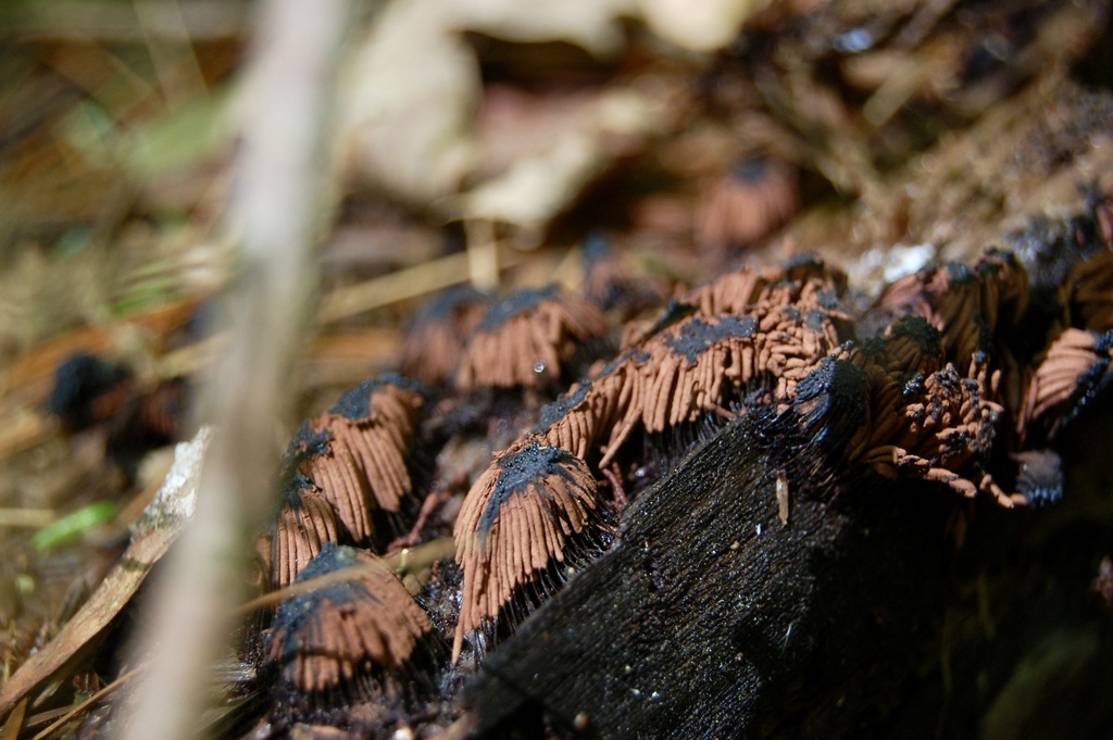 chocolate tube slime