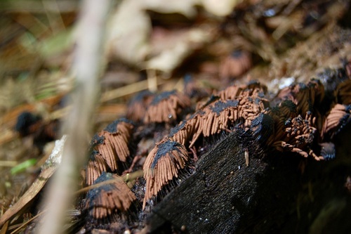 chocolate tube slime