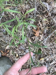 Eurybia hemispherica