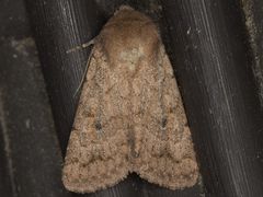 Protorthodes curtica