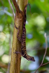 Anolis rubribarbus