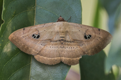 Spirama retorta