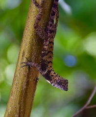 Anolis rubribarbus
