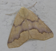 Sabulodes spoliata