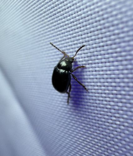 Texas Live Oak Leaf Beetle photo 3