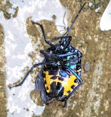 Poecilocoris childreni
