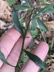 Solidago hispida hispida
