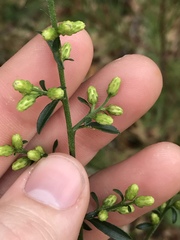 Solidago hispida hispida