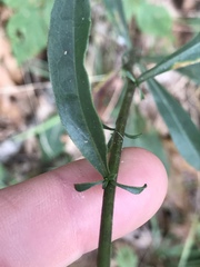 Solidago hispida hispida