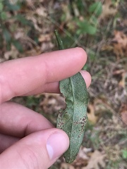 Solidago hispida hispida