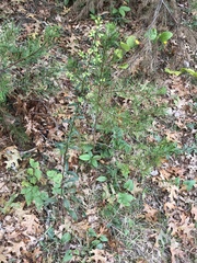 Solidago hispida hispida