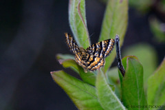 Epelis truncataria
