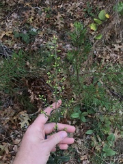 Solidago hispida hispida
