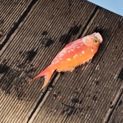 Cherry anthias (Sacura margaritacea) — Serranidae — 3