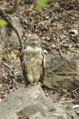 Ketupa zeylonensis