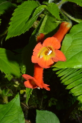 Achimenes heterophylla